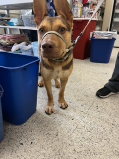 8JOUNrWQmpkfivwa2xVv3SZPcEUA5ZYoWg