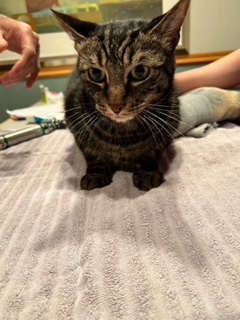 ubTACUx8WlPig27zUYg9bWYsjJx4WoqKlg