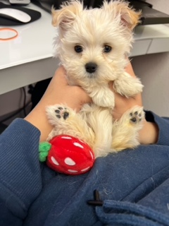 MppX1X1baxJu1ALxSgiVylXdu1u 4ujdNw