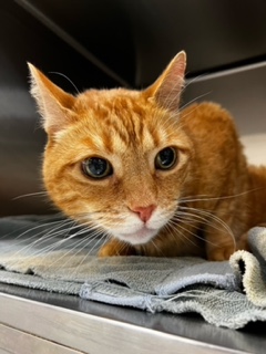 oh1qtqtXAJuMpk0j14K4jCwuO3R YEeMFA